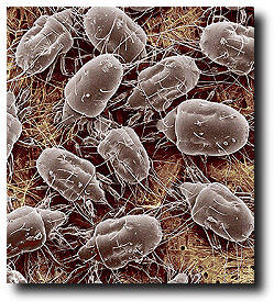Our mattress cleaning removes dustmites