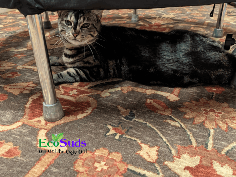 Cat under rug cleaned in Hamilton by Ecosuds