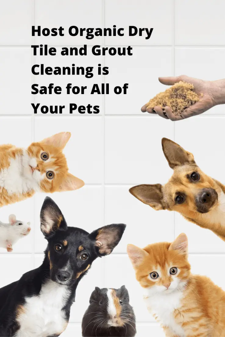 Tile and Grout Cleaning for Pet Lovers by Ecosuds Hamilton Ontario
