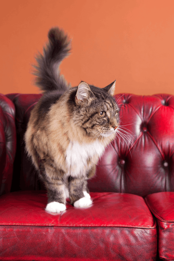 Cat on leather sofa Ecosuds will clean in Grimsby