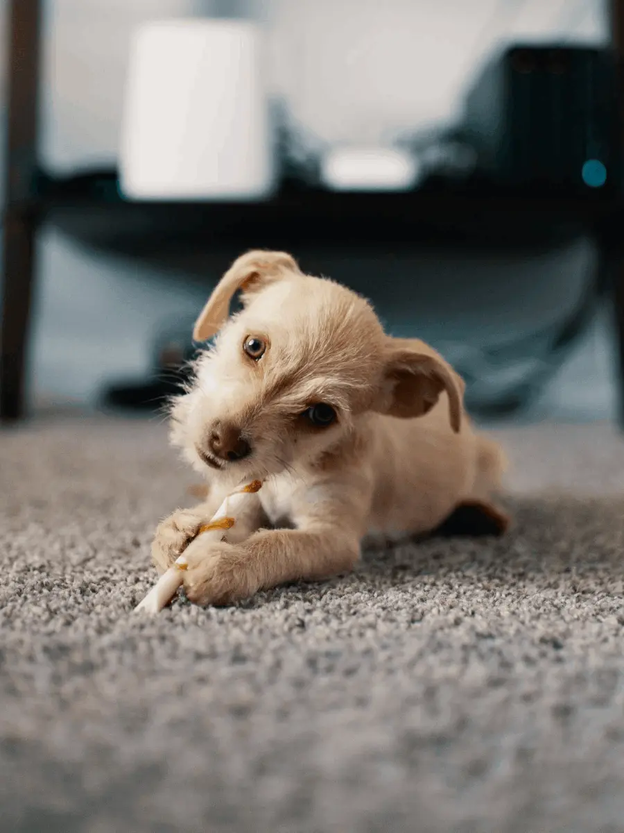 Puppy on dirty carpet